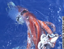 Image of giant squid